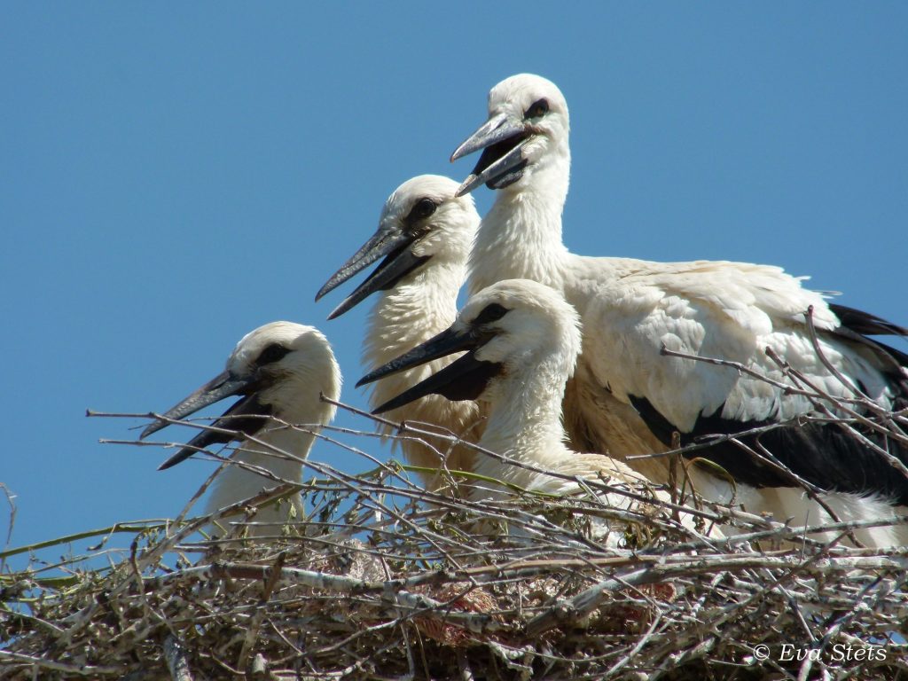 Μυτιλήνη: Δακτυλίωση των νεοσσών πελαργών στις φωλιές τους – Το μόνο νησί της Μεσογείου που φωλιάζουν δυο είδη