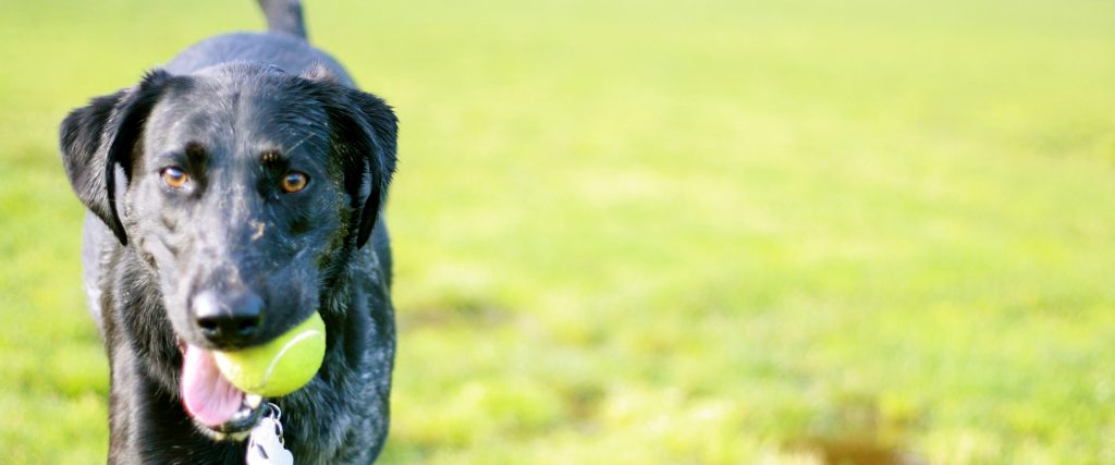 Θεσσαλονίκη: Απίστευτη ταλαιπωρία για ζευγάρι – Κανένα ξενοδοχείο δεν δέχτηκε τον σκύλο τους