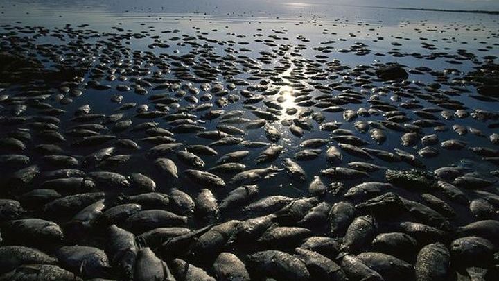 Φόβοι για περιβαλλοντική καταστροφή στον ποταμό Όντερ που διασχίζει Γερμανία και Πολωνία – Νεκρά ψάρια παντού
