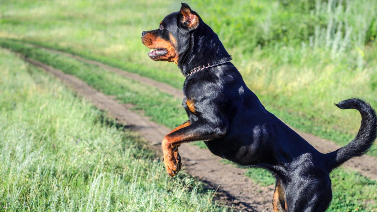 Γαύδος: Είχαν επιτεθεί και σε άλλα άτομα τα δύο ροτβάιλερ που κατασπάραξαν την 39χρονη (φώτο)