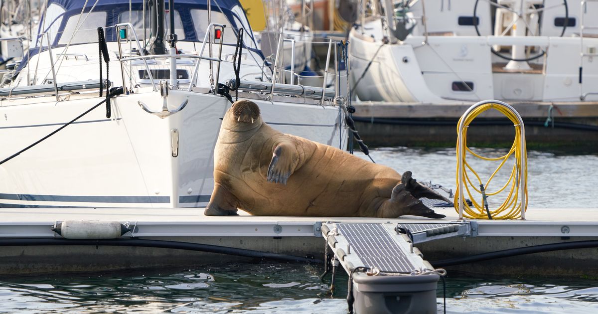 Νορβηγία: Έκαναν ευθανασία στον θαλάσσιο ίππο στο Όσλο – Ήταν «απειλή» λένε οι αρχές