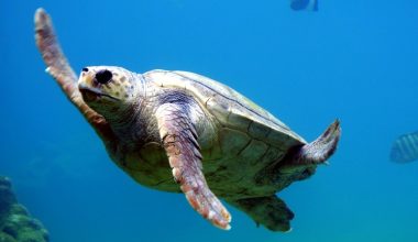 Συναγερμός σε Θάσο και Αλεξανδρούπολη: Νεκρές εντοπίστηκαν δύο θαλάσσιες χελώνες