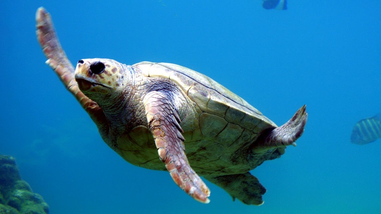 Συναγερμός σε Θάσο και Αλεξανδρούπολη: Νεκρές εντοπίστηκαν δύο θαλάσσιες χελώνες