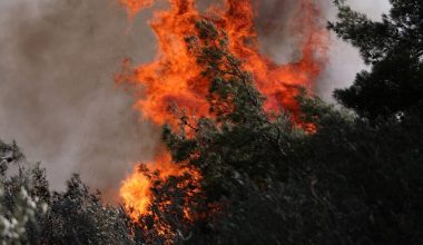 Φωτιά σε δασική έκταση στον Έβρο – Στην περιοχή Αισύμη