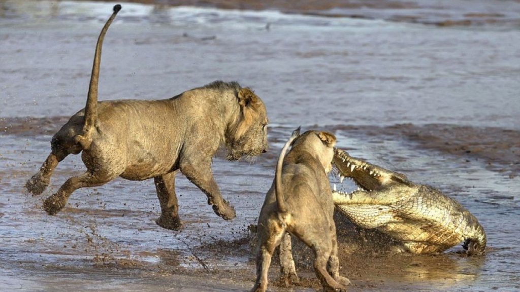 Σκληρό βίντεο: Δείτε τη μάχη ενός κροκόδειλου με πέντε λιοντάρια
