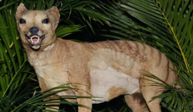 Eπιστήμονες σχεδιάζουν να «επαναφέρουν» την εξαφανισμένη τίγρη της Τασμανίας