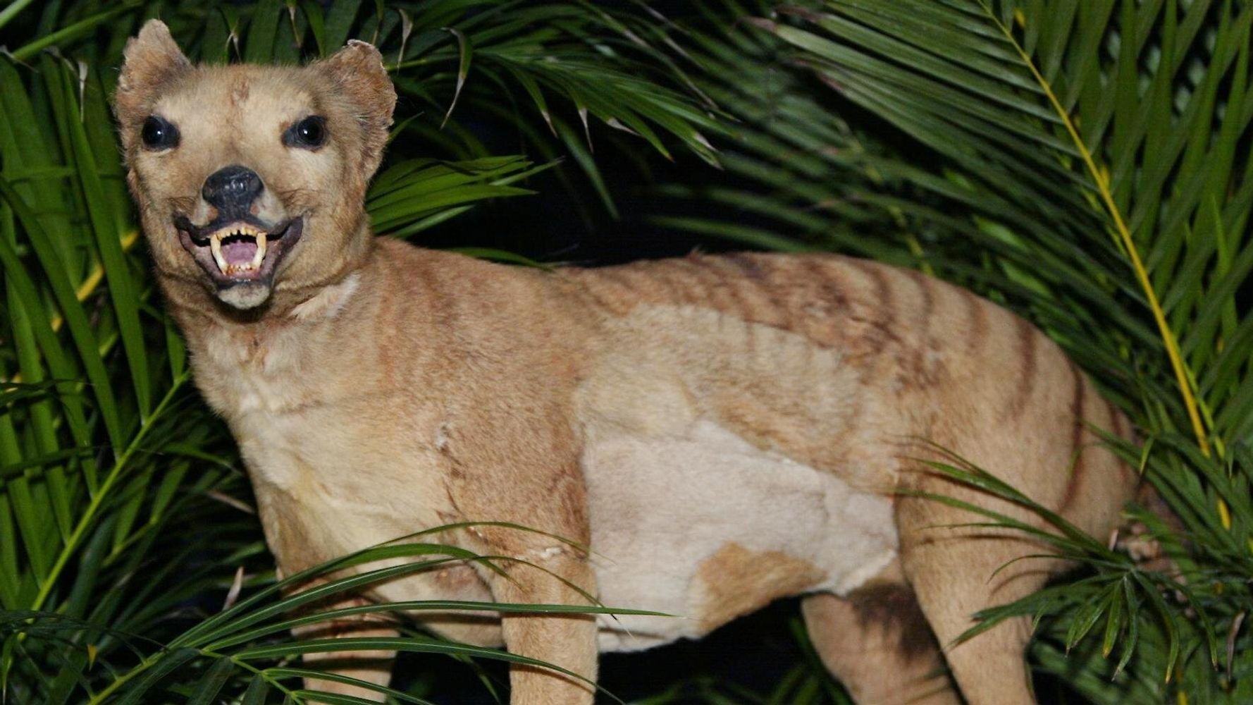 Eπιστήμονες σχεδιάζουν να «επαναφέρουν» την εξαφανισμένη τίγρη της Τασμανίας