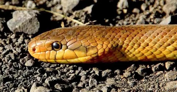 Θεσσαλονίκη: Φίδι εγκλωβίστηκε σε ντεπόζιτο βενζίνης αυτοκινήτου