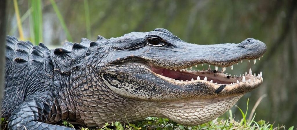 Μια νεκρή από επίθεση αλιγάτορα στη Νότια Καρολίνα