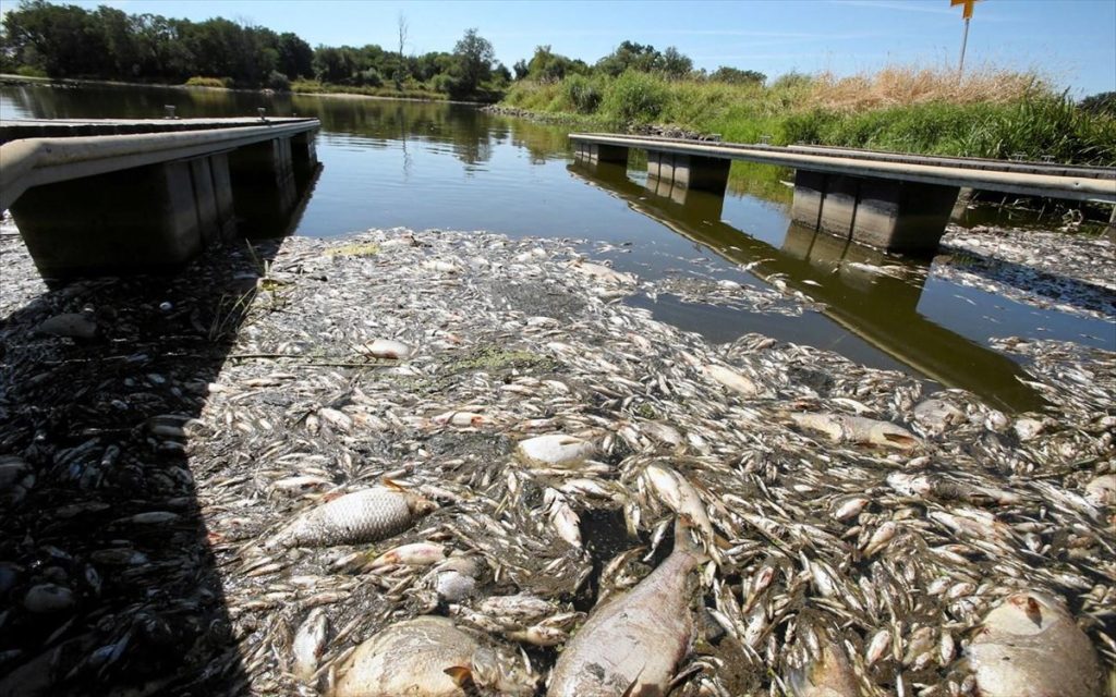 Πολωνία: Οι πυροσβέστες μάζεψαν 100 τόνους νεκρών ψαριών από τον ποταμό Όντερ
