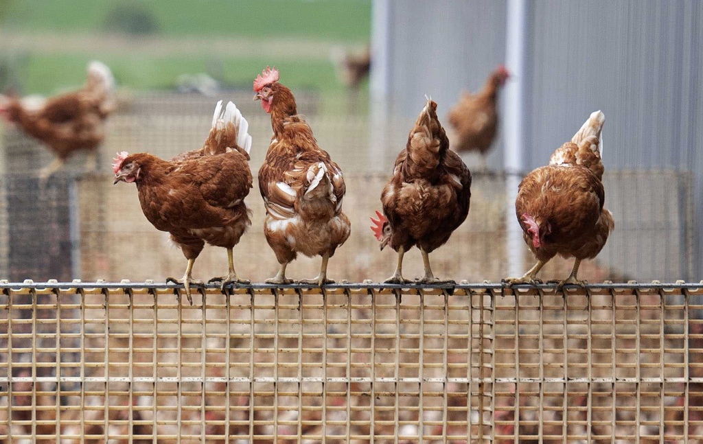 Ο καύσωνας στην Κίνα αύξησε την τιμή στα αυγά – Βάζουν κλιματιστικά στις κότες για να δροσίζονται!