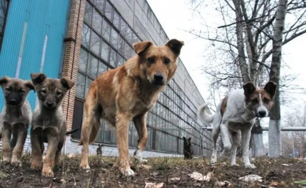 Καλαμάτα: Επίθεση από επτά αδέσποτα σκυλιά σε 34χρονη – «Νόμιζα ότι θα με σκοτώσουν»