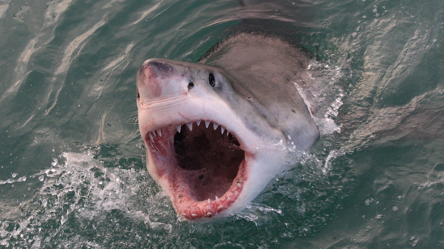 Τρομακτικές εικόνες: Η στιγμή που τεράστιος καρχαρίας εμφανίζεται σε παραλία στην Αλαμπάμα! (βίντεο)
