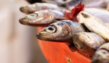 Το «τερμάτισαν» στην Κίνα: Kάνουν ακόμη και σε ψάρια τεστ για τον κορωνοϊό! (βίντεο)