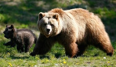 Φλώρινα: Πυροβόλησαν και σκότωσαν τρία αρκούδες – Τέσσερις περιπτώσεις μέσα στο 2022