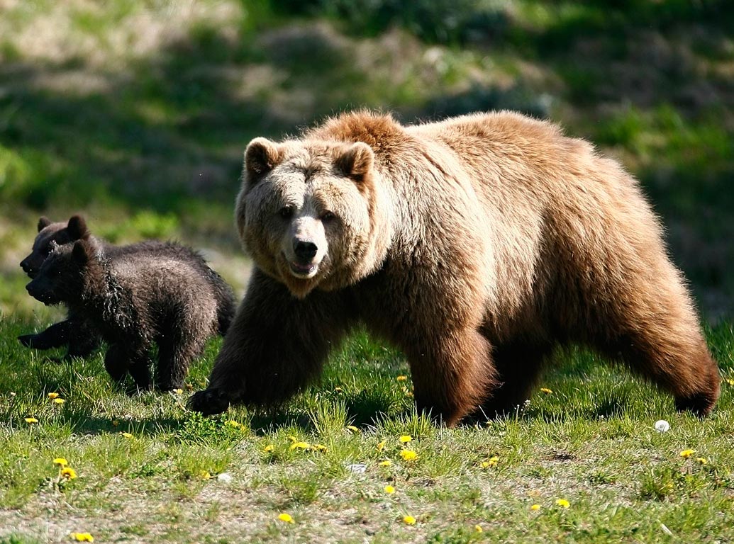 Φλώρινα: Πυροβόλησαν και σκότωσαν τρία αρκούδες – Τέσσερις περιπτώσεις μέσα στο 2022
