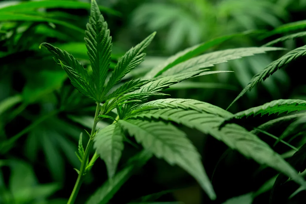 Ελβετία: Η Βασιλεία ξεκινά την πρώτη πιλοτική δοκιμή για τη νόμιμη πώληση κάνναβης