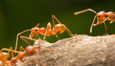 «Κίτρινα τρελά μυρμήγκια» πλημμυρίζουν την Ινδία