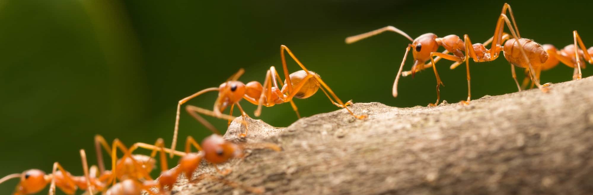 «Κίτρινα τρελά μυρμήγκια» πλημμυρίζουν την Ινδία