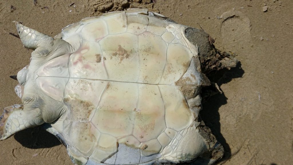 Εντοπίστηκε νεκρή πρασινοχελώνα στο Φανάρι