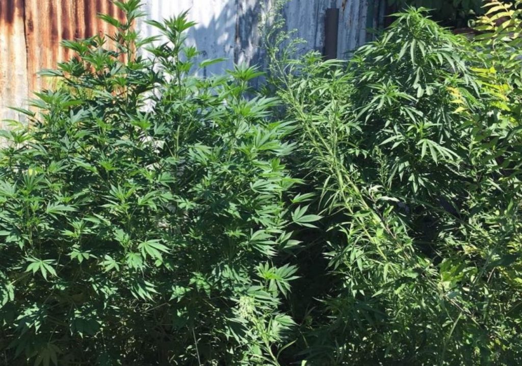 Χαλκιδική: Συνελήφθη άνδρας που καλλιεργούσε δενδρύλλια κάνναβης στην αυλή του σπιτιού του