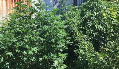 Χαλκιδική: Συνελήφθη άνδρας που καλλιεργούσε δενδρύλλια κάνναβης στην αυλή του σπιτιού του