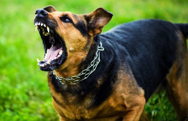 Λάρισα: Σκύλος δάγκωσε κοριτσάκι στον Πλατυκάμπο – Μεταφέρθηκε στο νοσοκομείο