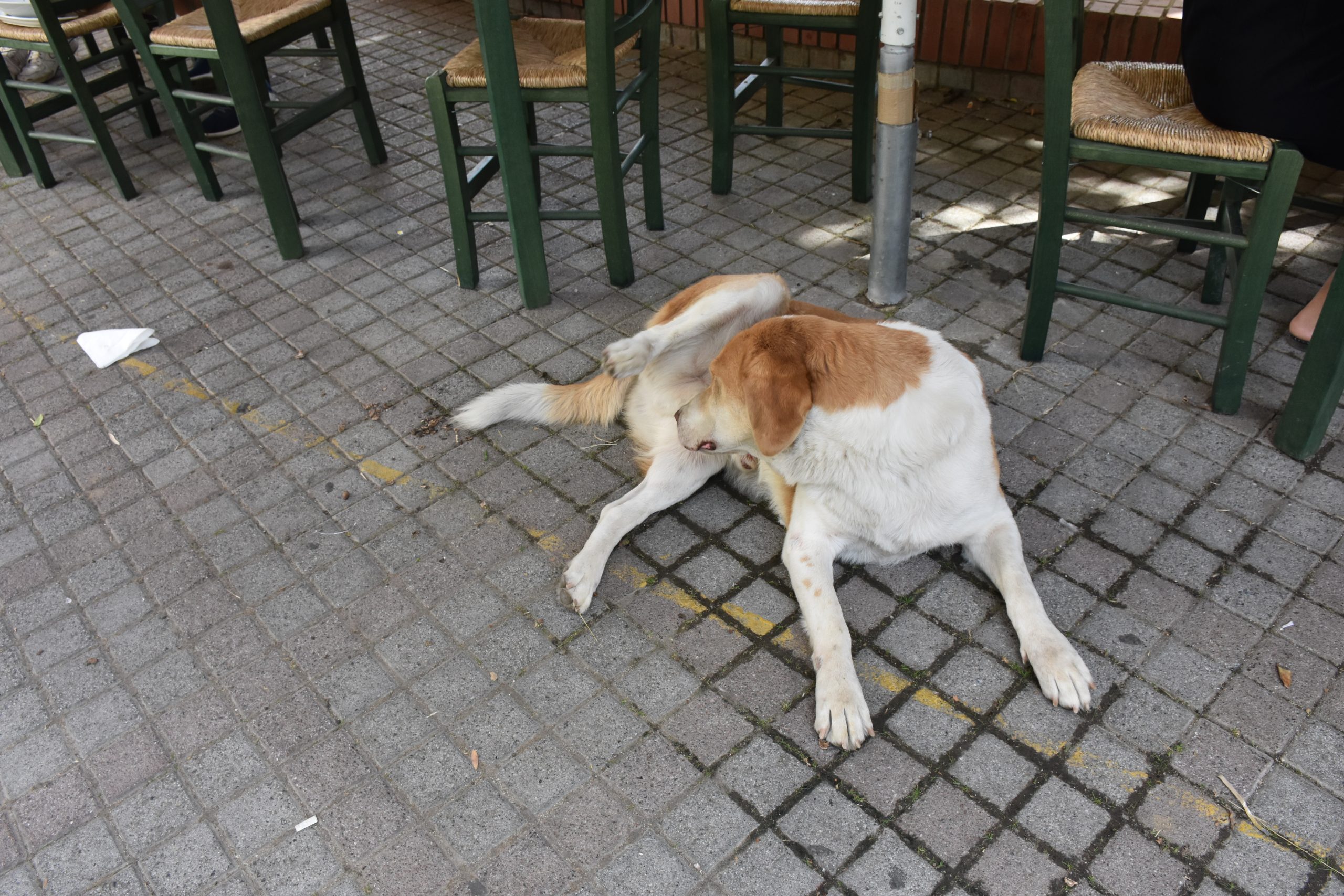 Λαγκαδάς: Αλβανός σκότωσε με λοστό σκύλο γιατί του έφαγε μια κότα
