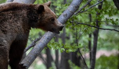 Φλώρινα: Ερευνα από το ΥΠΕΝ για τις τρεις νεκρές αρκούδες μετά από εντολή του Γ.Αμυρά