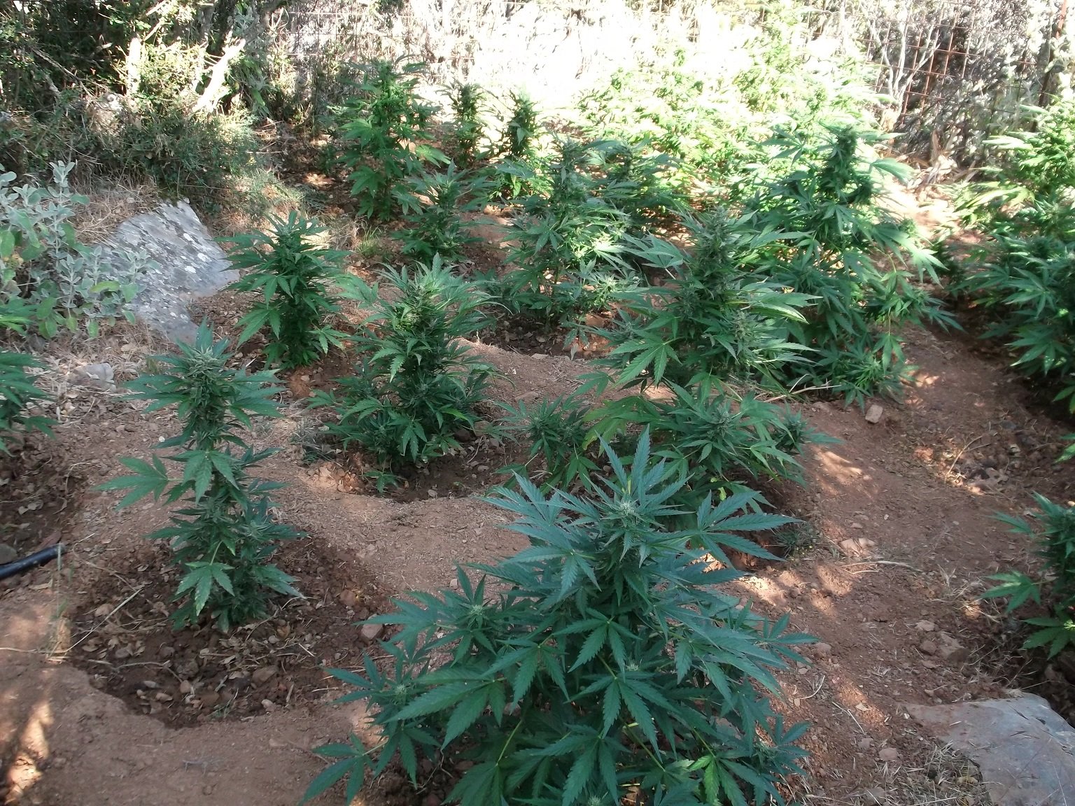 Εντοπίστηκαν πέντε φυτείες δενδρυλλίων κάνναβης στο Ρέθυμνο