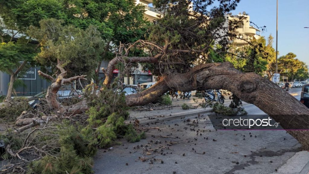 Κρήτη: Η στιγμή που το δέντρο καταπλακώνει τον 51χρονο (βίντεο)