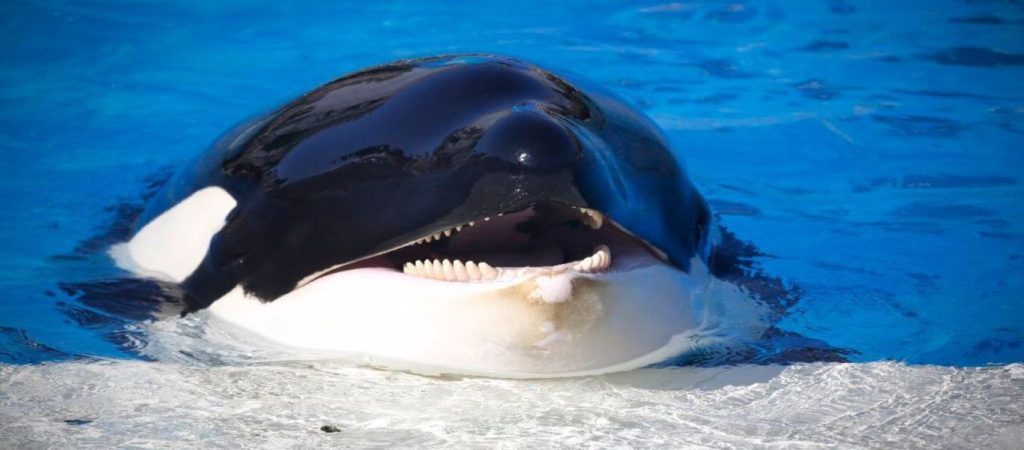 Φάλαινα χτυπά το κεφάλι της με μανία στο τζάμι του ενυδρείου – Ζει εγκλωβισμένη εδώ και 12 χρόνια (βίντεο)