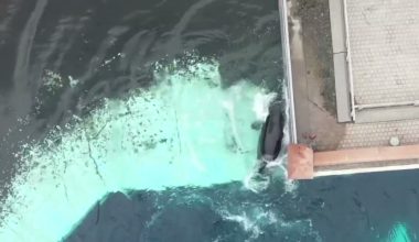Η στιγμή που φάλαινα χτυπιέται σε τζάμι ενυδρείου μετά από 12 χρόνια απομόνωσης (βίντεο)