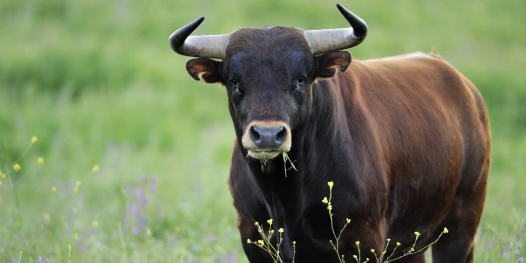 Περού: Μαινόμενος ταύρος κατάστρεψε καταστήματα στην πρωτεύουσα (βίντεο)