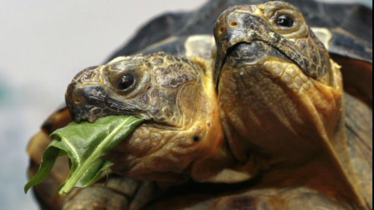 ΗΠΑ: Περίεργο είδος χελώνας με δύο κεφάλια (βίντεο)