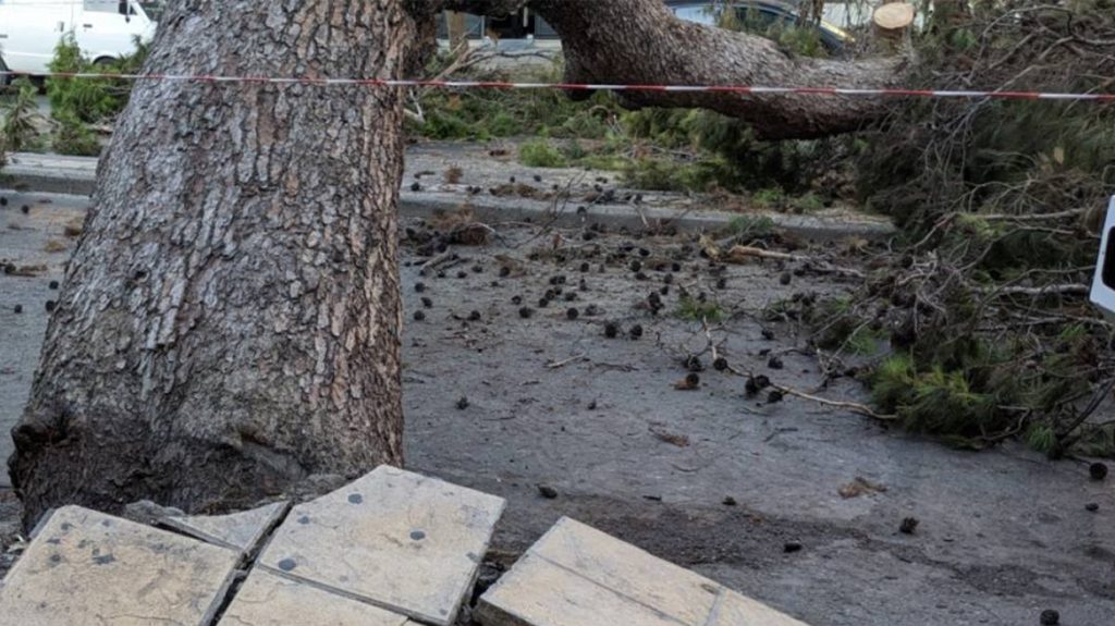 Τραγωδία στην Κρήτη: Αυτοψία είχε δείξει την επικίνδυνη κλίση του πεύκου που σκότωσε τον 51χρονο
