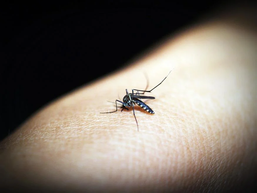 Αυτοί είναι οι λόγοι που τσιμπάνε… μόνο εσένα τα κουνούπια