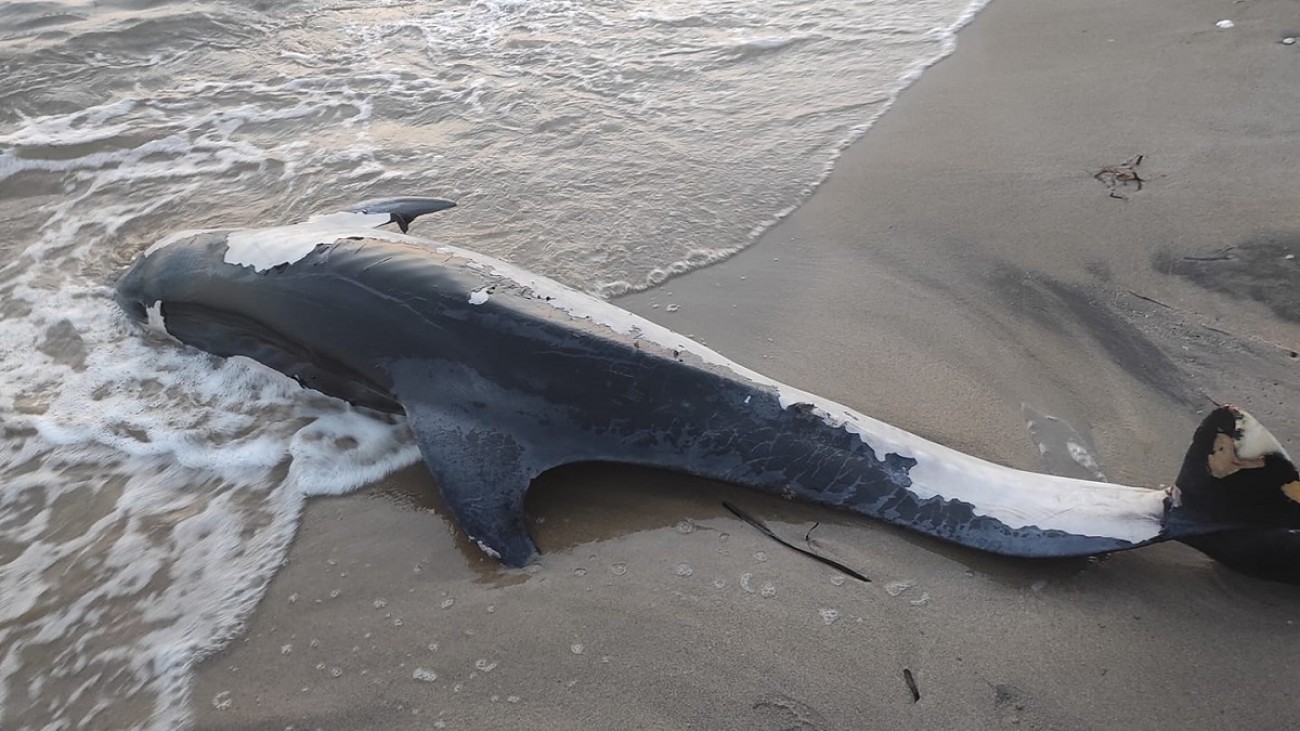 Χαλκιδική: Νεκρό δελφίνι έπλεε σε παραλία γεμάτη κόσμο