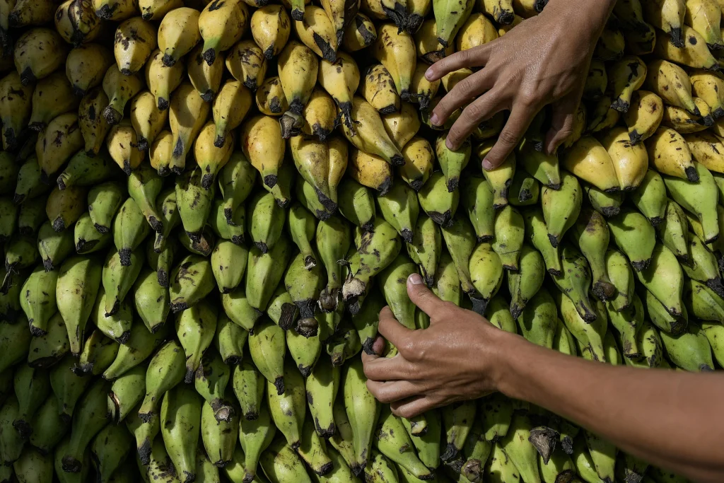 Ισημερινός: Βρέθηκαν 3,2 τόνοι κοκαΐνης μέσα σε κοντέινερ με μπανάνες