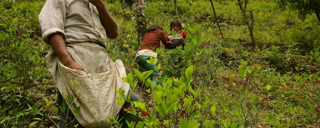 Κολομβία: Eξετάζει την αποποινικοποίηση της κοκαΐνης