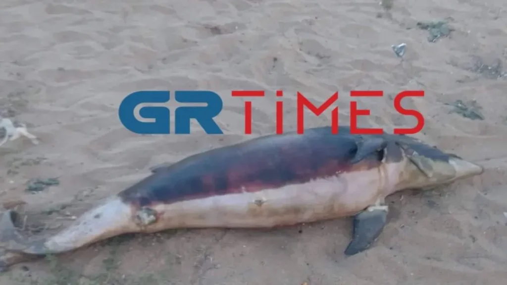 Δελφίνι εντοπίστηκε νεκρό ση Χαλκιδική