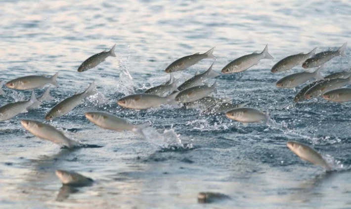 Καβάλα: Περίεργο φαινόμενο μετά το ισχυρό μπουρίνι – Κοπάδια ψάρια πήδηξαν στη στεριά! (βίντεο)