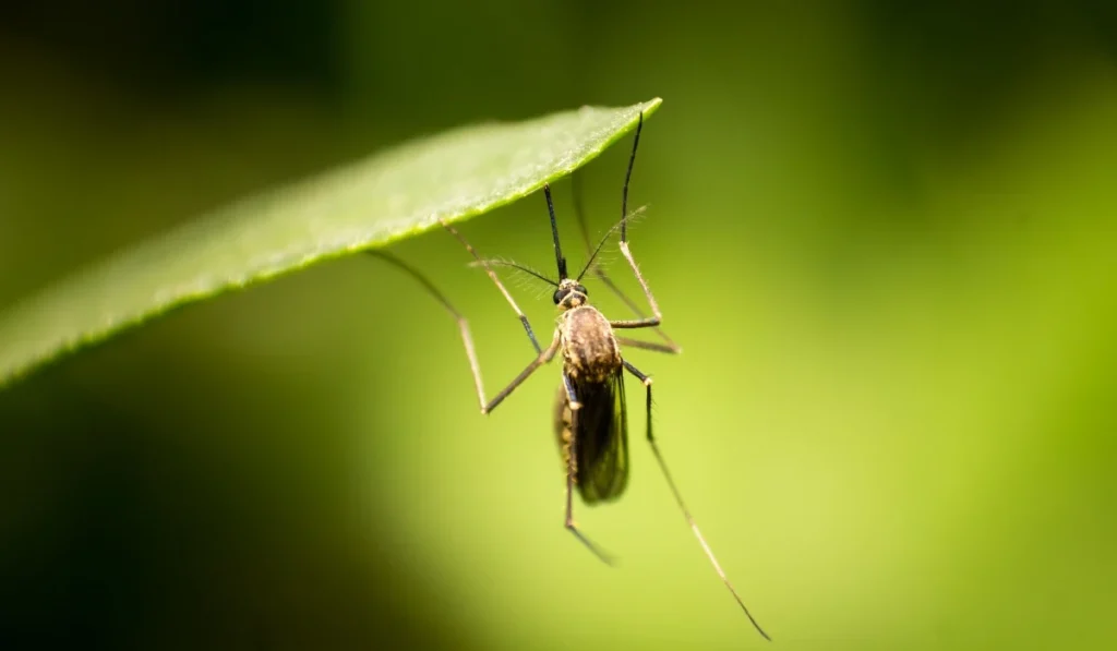 Ιός Δυτικού Νείλου: 87 κρούσματα και 5 νεκροί στην Ελλάδα
