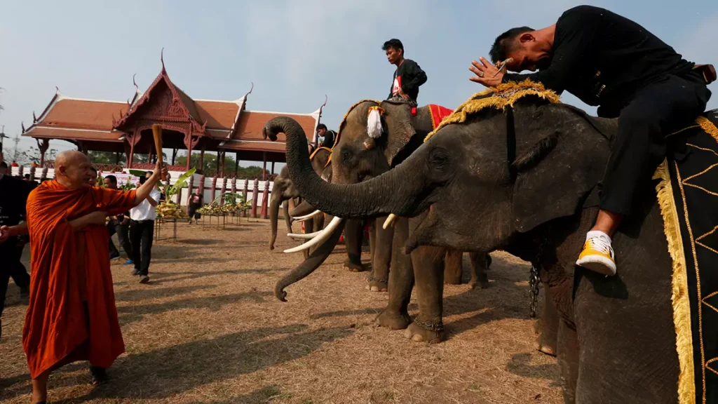 Ταϊλάνδη: Ελέφαντας δεν άντεξε άλλο την κακοποίηση και έκοψε στη μέση τον χειριστή του