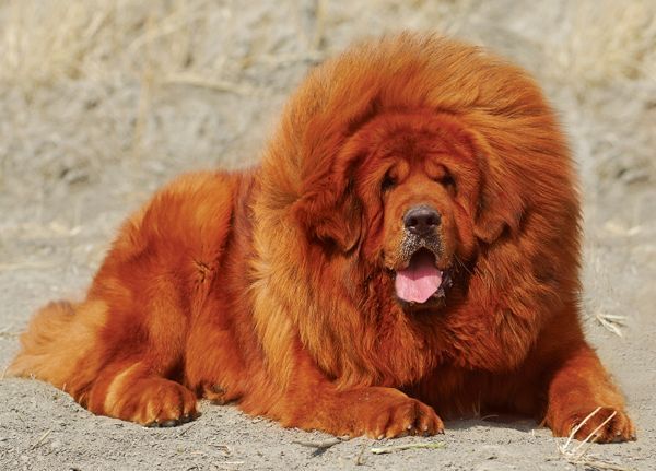 Θιβετιανό Μαστίφ: Το ακριβότερο είδος σκύλου – Η τιμή του μπορεί να φτάσει το 1 εκατομμύριο!