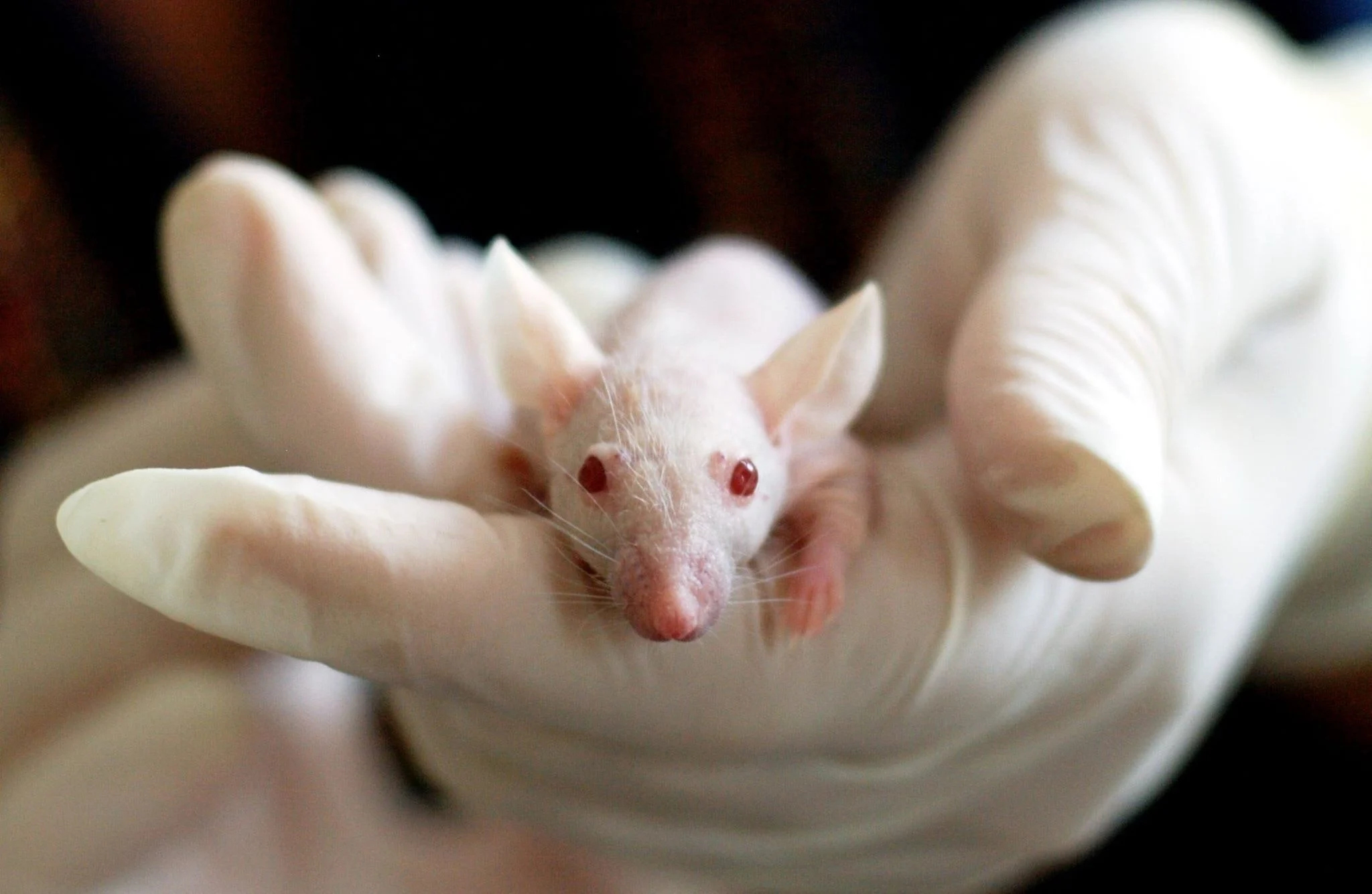 Δημιουργήθηκε από βλαστοκύτταρα συνθετικό έμβρυο ποντικού με εγκέφαλο και καρδιά που χτυπάει