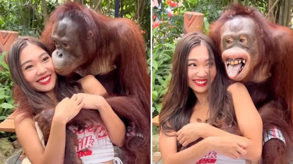 Ο «παιχνιδιάρης» ουρακοτάγκος της Ταϊλάνδης «ξαναχτύπησε» πιάνοντας το στήθος επισκέπτριας (βίντεο)