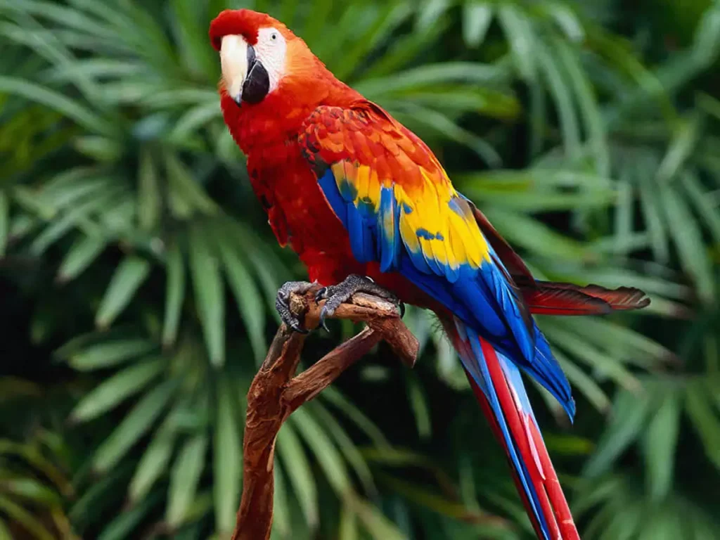 Ο πιο παράξενος τσιλιαδόρος: Ο παπαγάλος που φύλαγε τσίλιες για τους εμπόρους ναρκωτικών