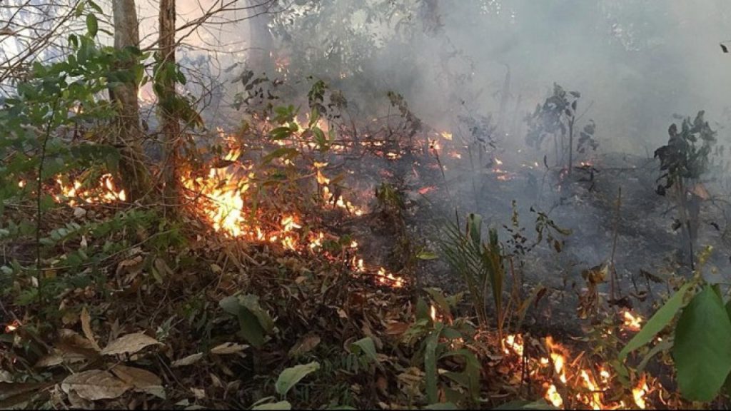 Ρεκόρ 15ετίας για τις πυρκαγιές στον Αμαζόνιο