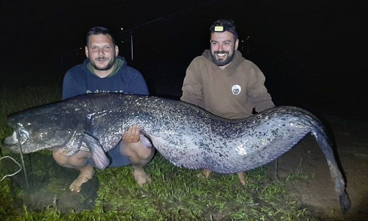 Λίμνη Πλαστήρα: Αλιεύτηκε γουλιανός μήκους 2,40 μέτρων – Χρειάστηκαν 2 ώρες για τον βγάλουν από το νερό!